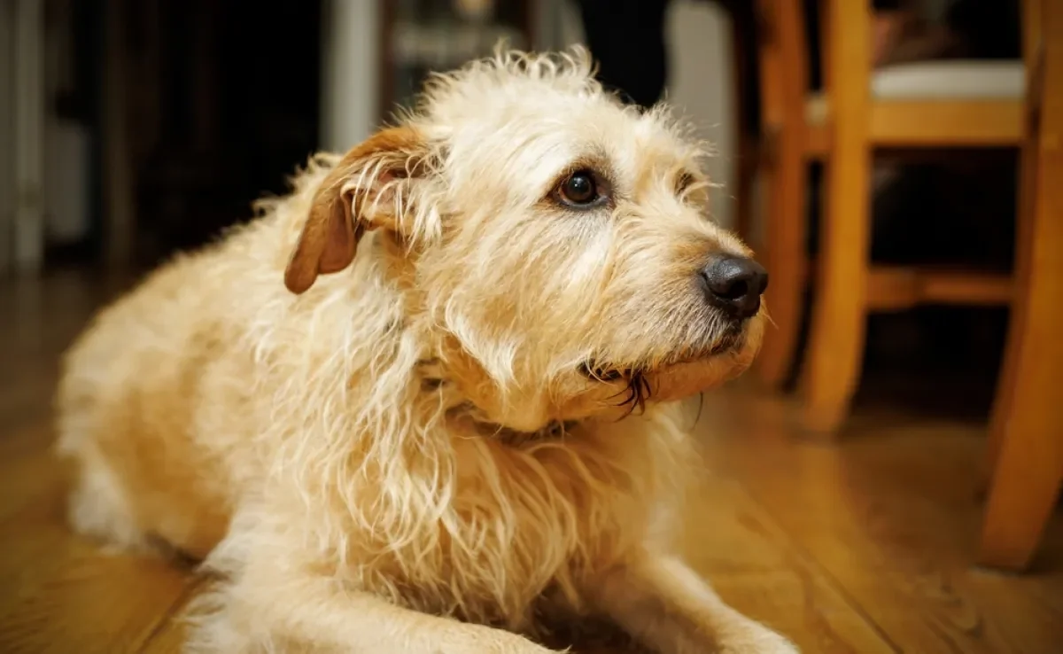 Insetos voadores podem atrair a atenção dos pets, que acabam ingerindo esses bichinhos