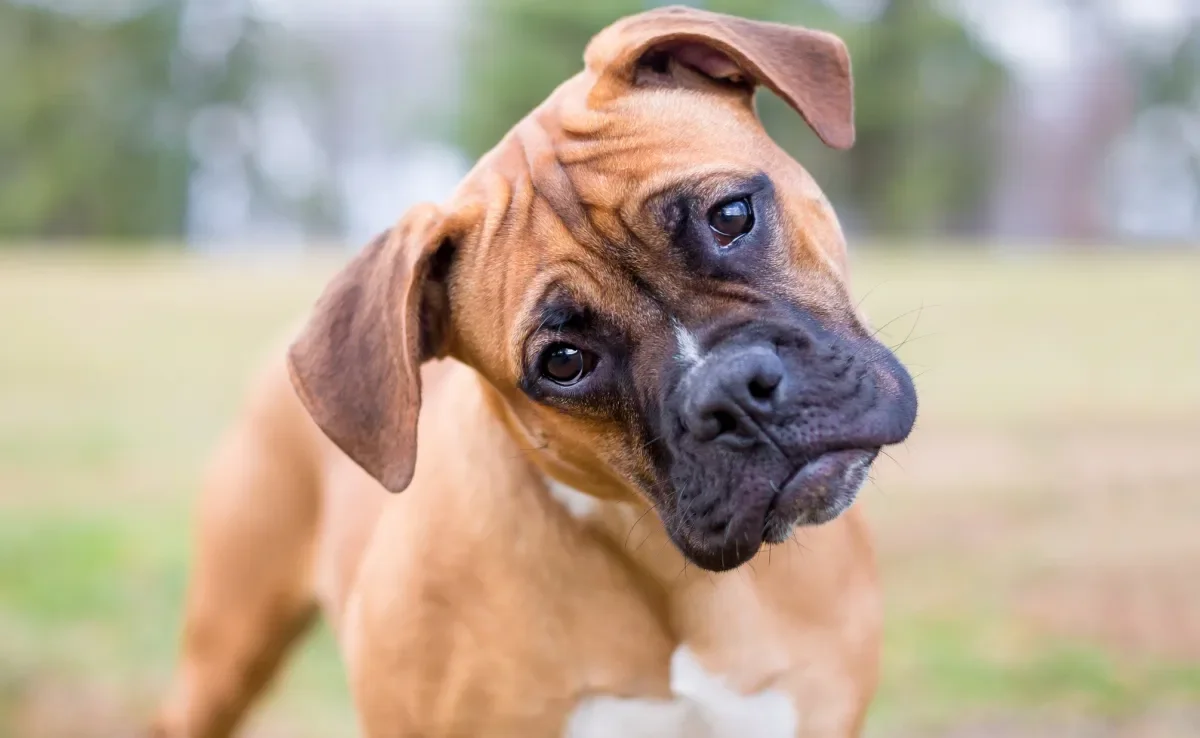 O cachorro da raça Boxer é cheio de energia e precisa se movimentar bastante todos os dias