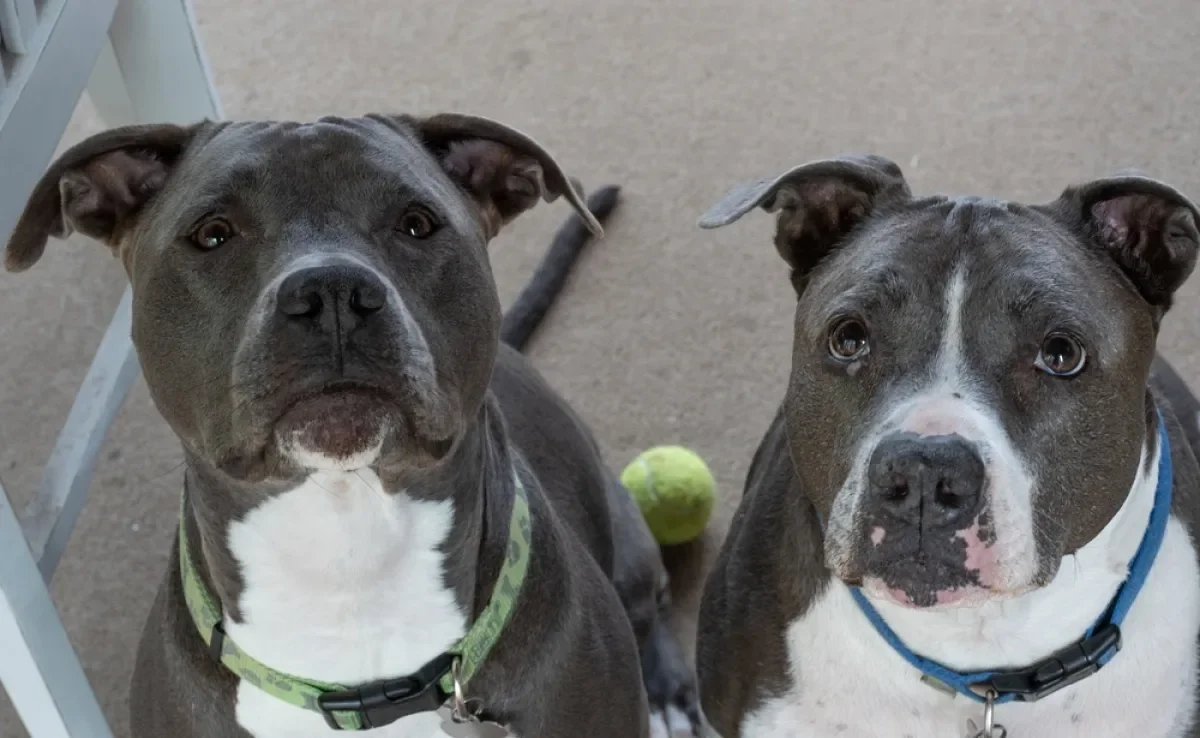 Pitbull e American Bully compartilham muitas semelhanças, mas cada um tem características próprias