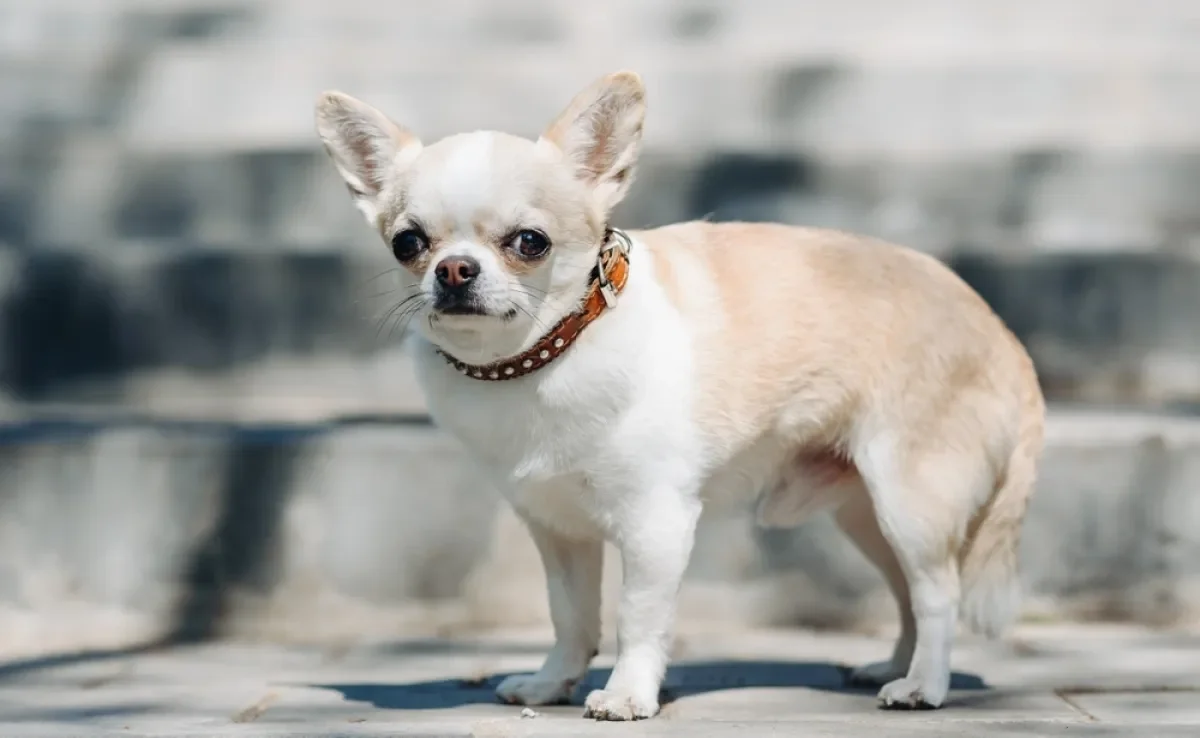 O Chihuahua é um cãozinho sensível e apegado, que pode ser mais temperamental se não for bem socializado