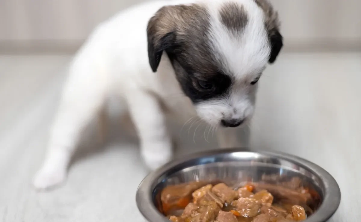A ração úmida pode ser uma ótima aliada na transição alimentar do cachorro filhote