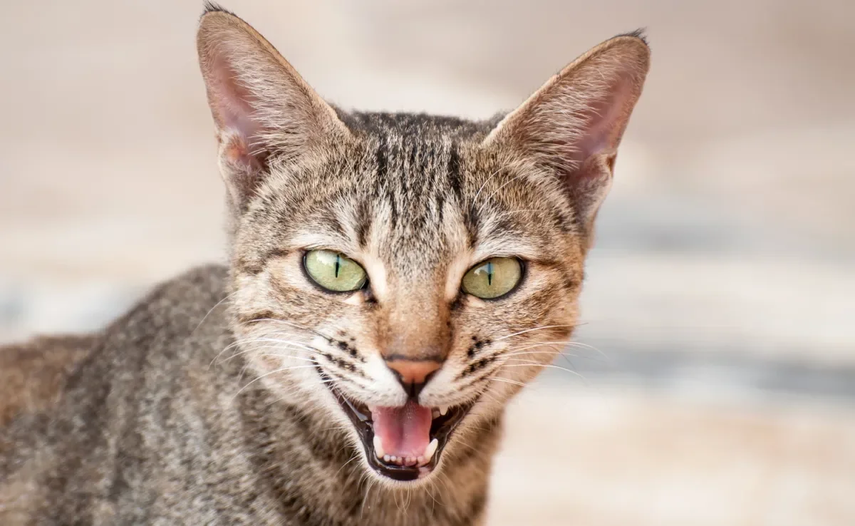 A gengivite é um dos principais problemas que afetam a boca e os dentes do gato