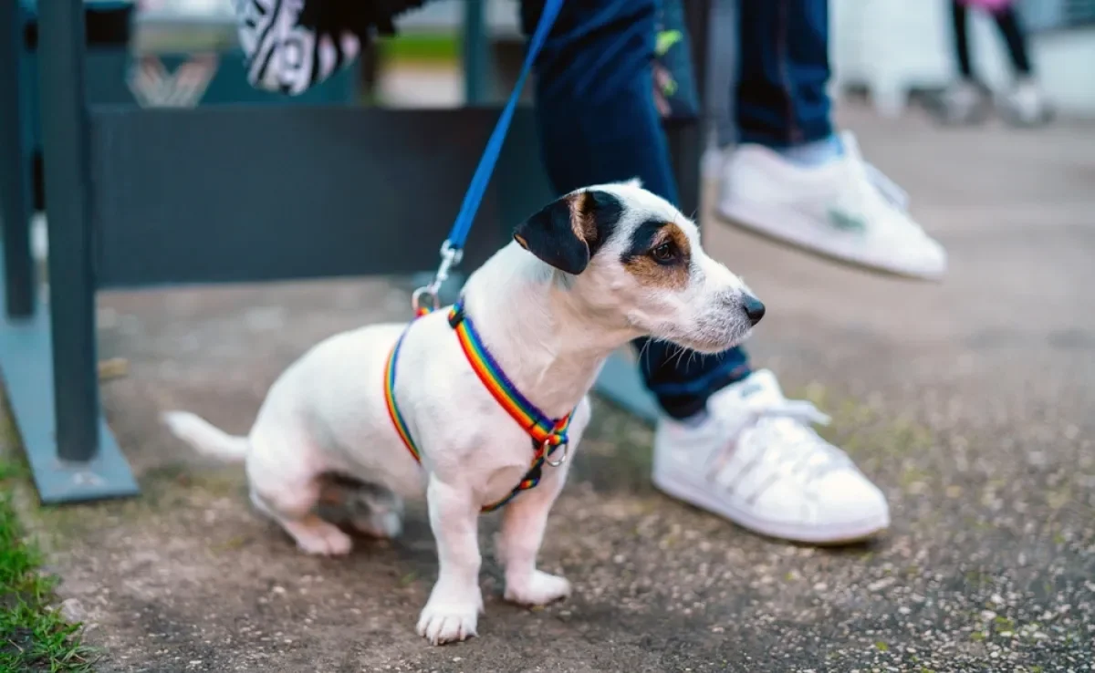 O colapso de traqueia é mais comum em raças pequenas e exige cuidados no dia a dia