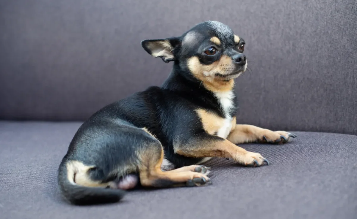 Veja as opções mais populares de nomes para Chihuahua que são fofos, divertidos e cheios de personalidade