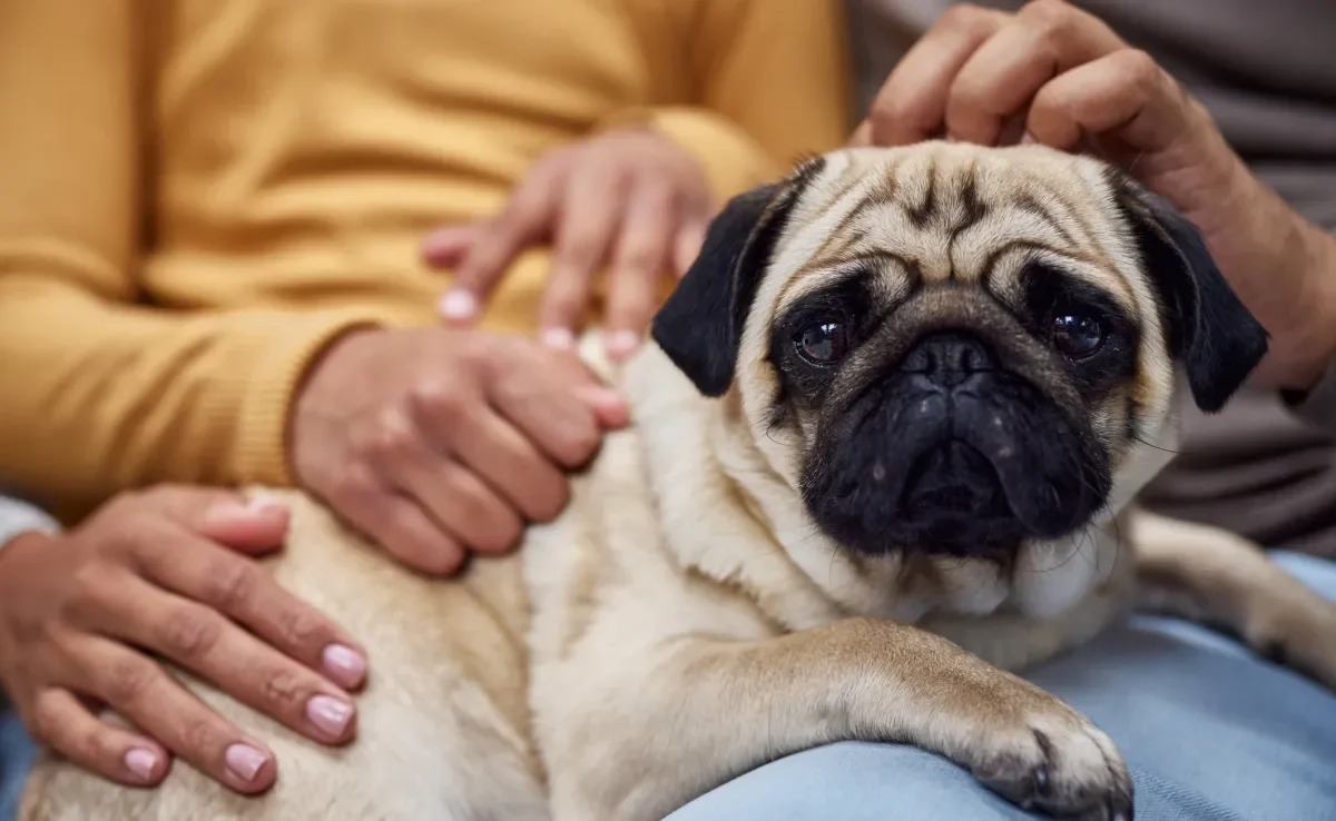 De porte pequeno e comportamento tranquilo, o Pug é um ótimo pet para quem mora em apartamento