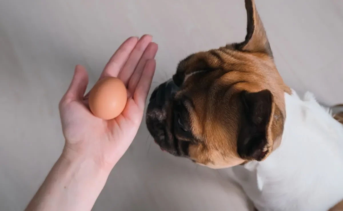 O ovo oferece uma série de benefícios para os cães quando consumido do jeito adequado