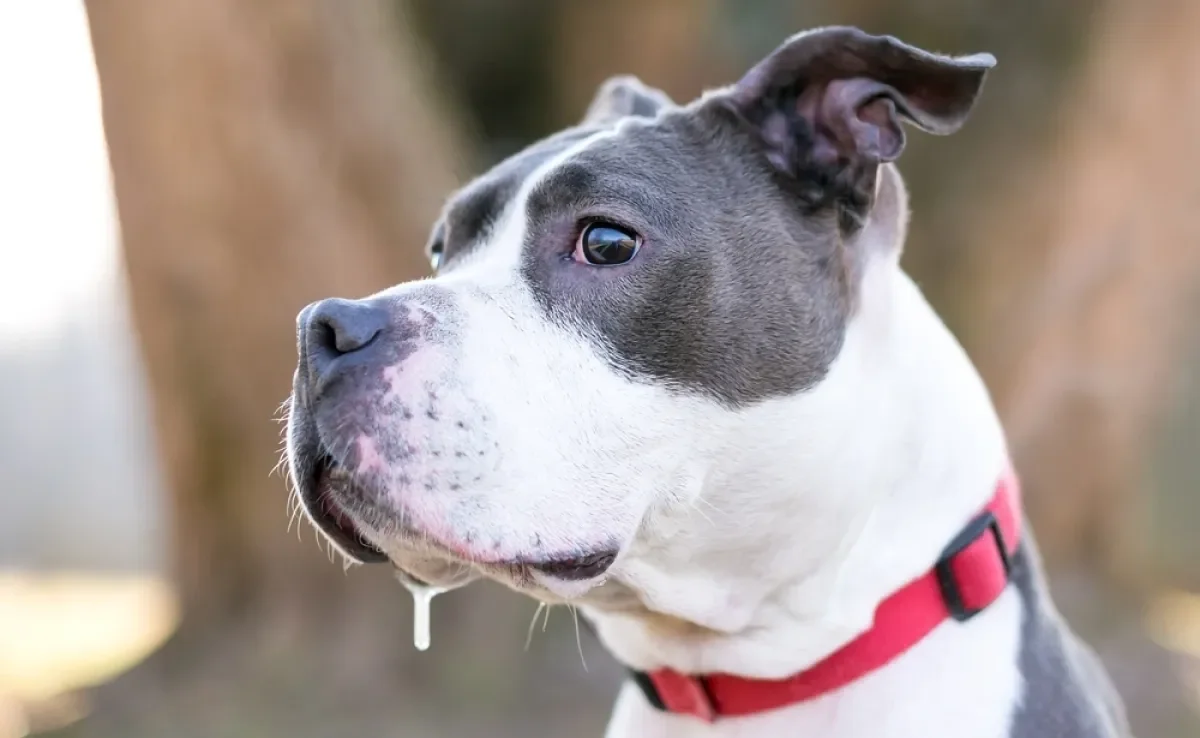 Algumas raças de cachorro, como Bulldog e Boxer, babam mais do que outras por questões anatômicas