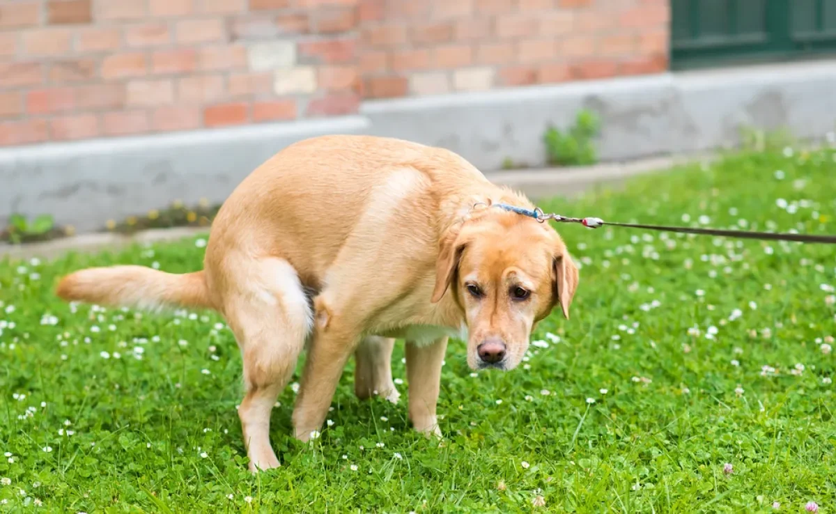 Cachorro com diarreia é algo relativamente comum e pode ter relação com vários fatores
