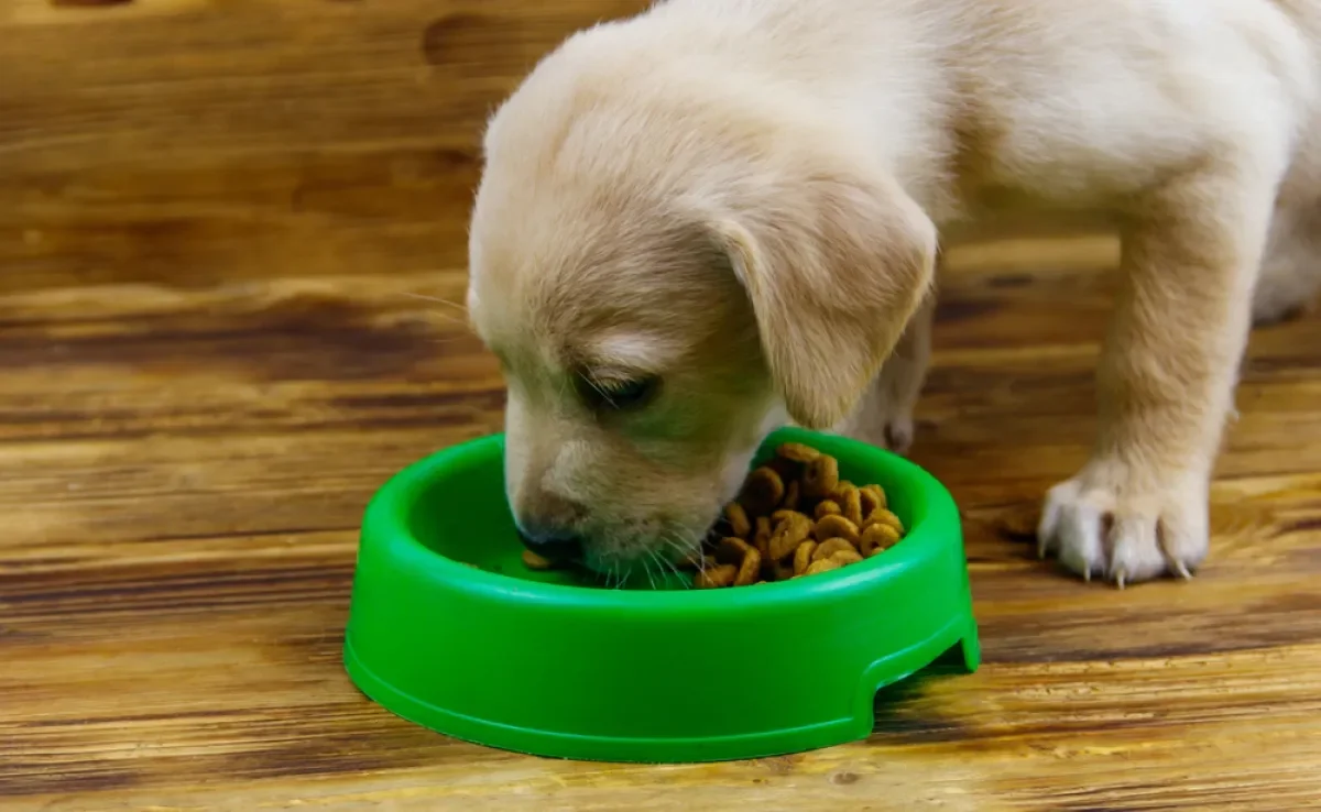 A quantidade de ração e o número de refeições diárias devem ser bem ajustadas para cachorros filhotes