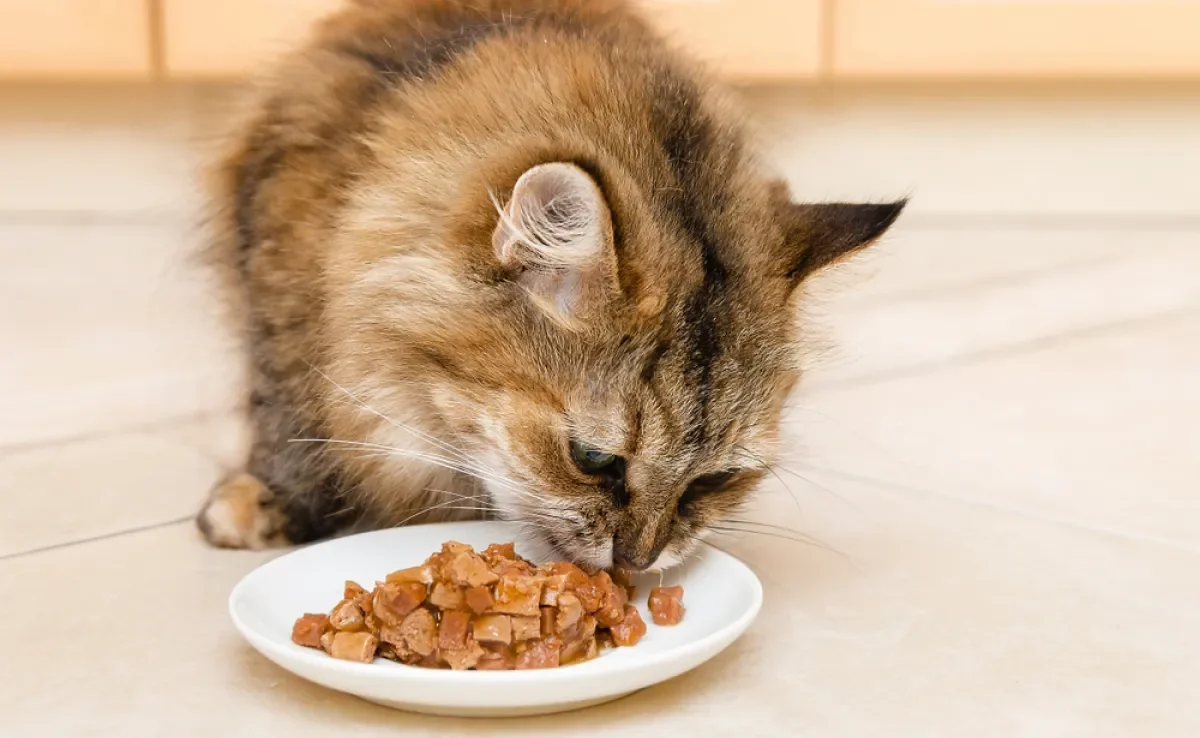 Alguns cuidados simples ajudam a manter a qualidade do sachê para gatos depois de aberto