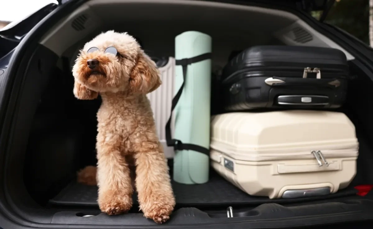 Seguro viagem para pets não costuma ser obrigatório, mas pode garantir tranquilidade para a família