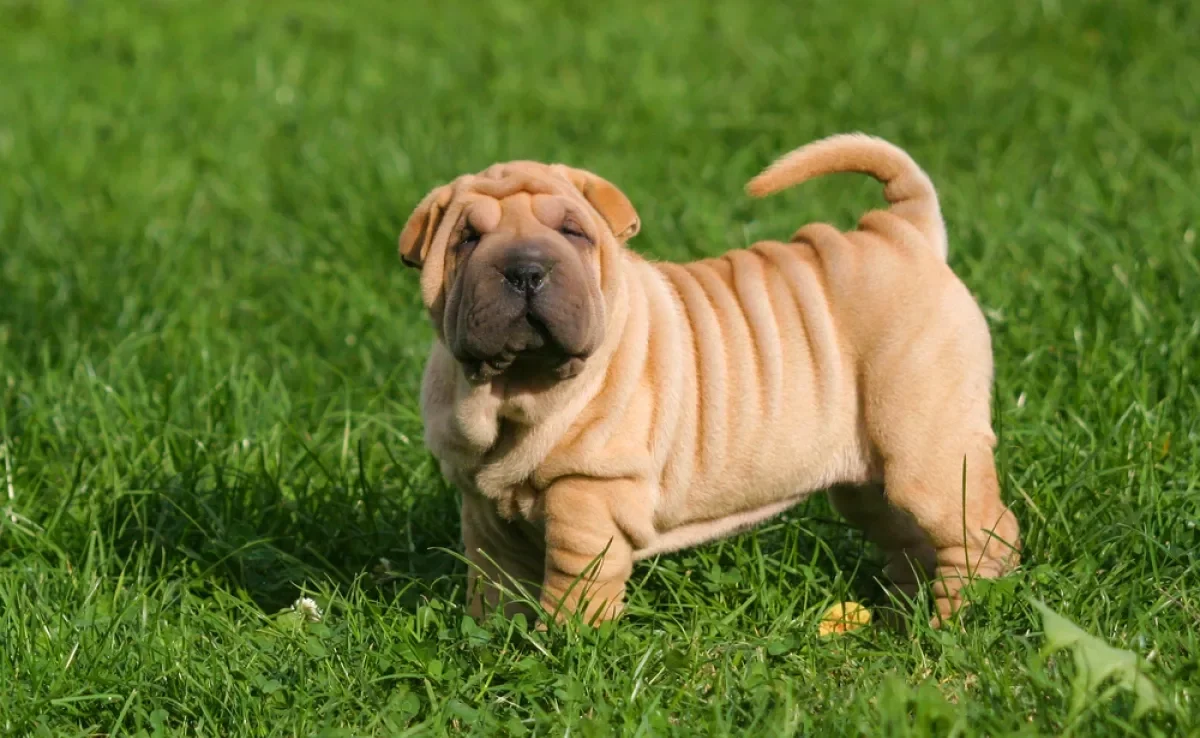 A pele enrugada de alguns cães é resultado de características genéticas preservadas por séculos