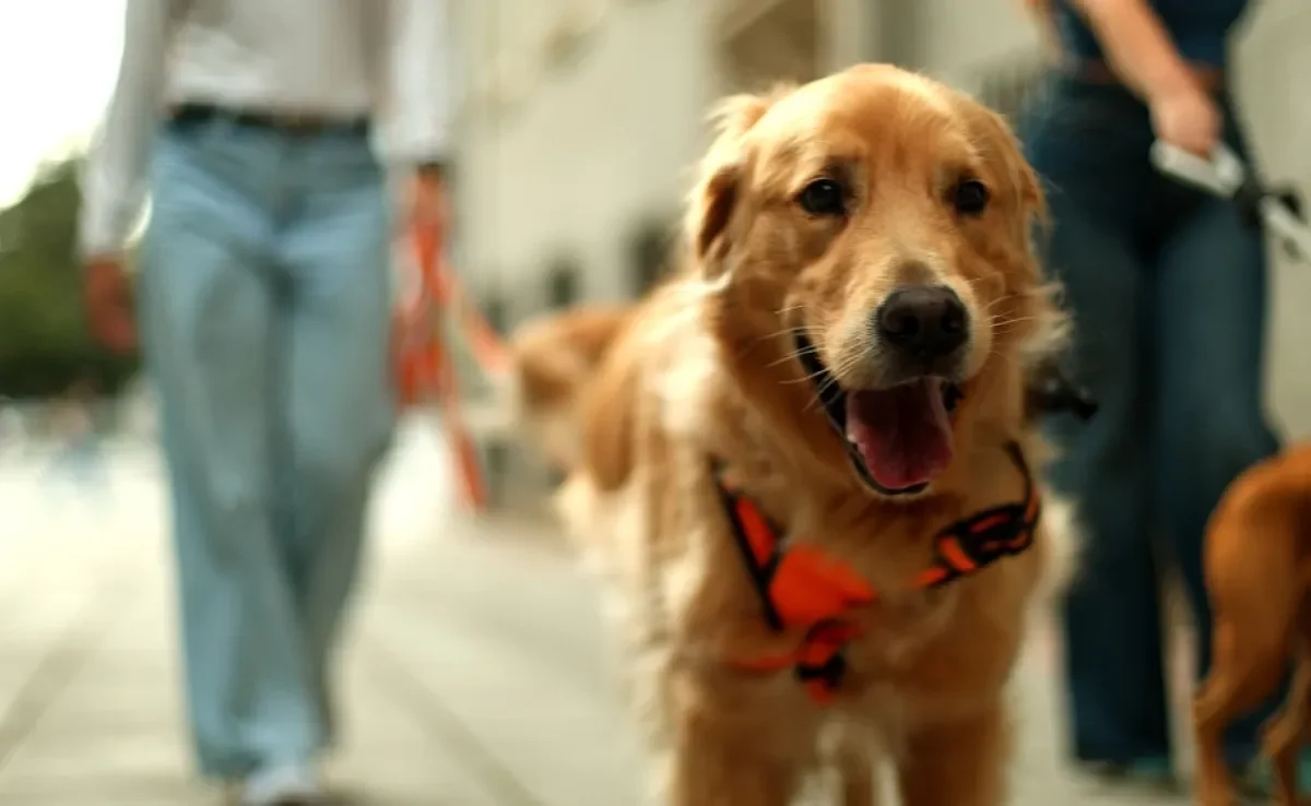 Tutores devem observar a linguagem corporal canina para garantir um passeio seguro e confortável para o cão