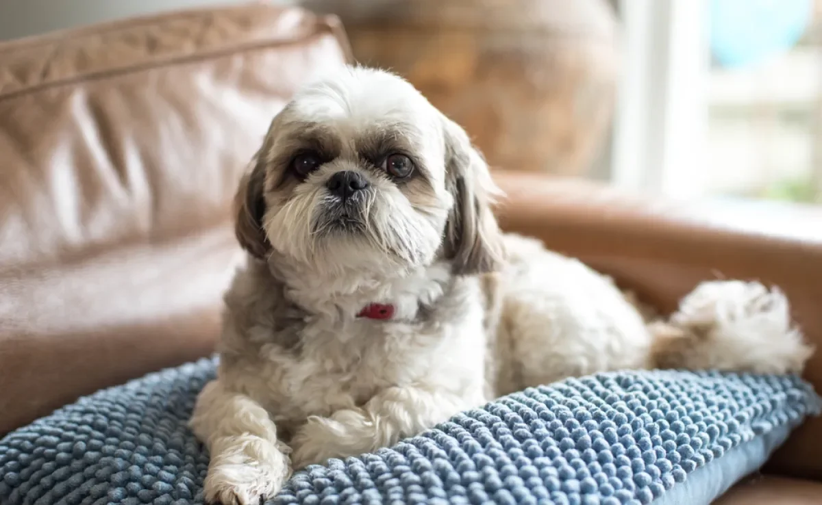O Shih Tzu pode ter algumas variações físicas e comportamentais, mas a raça é uma só