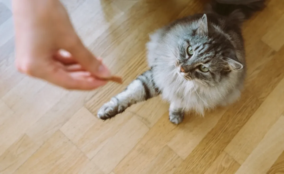 Gatos aprendem por associação positiva e repetição, respondendo a diversos comandos