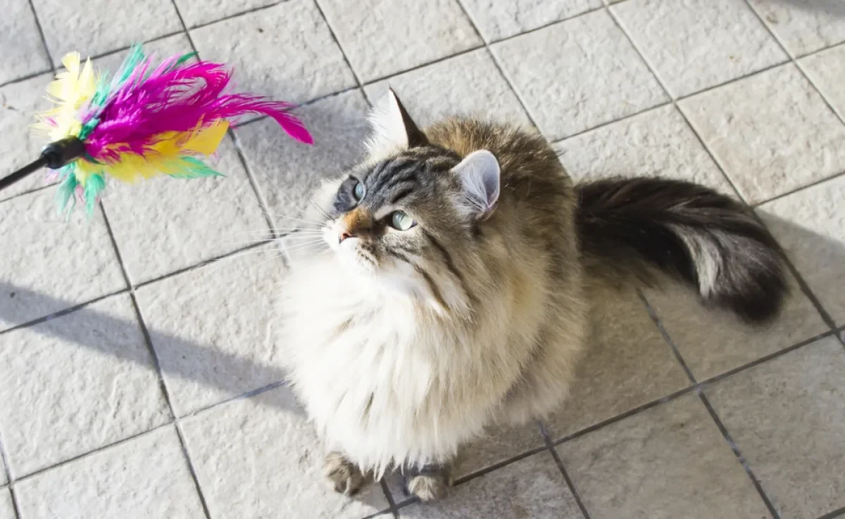 Além de ajudar na movimentação, as brincadeiras favorecem a saúde emocional do gato