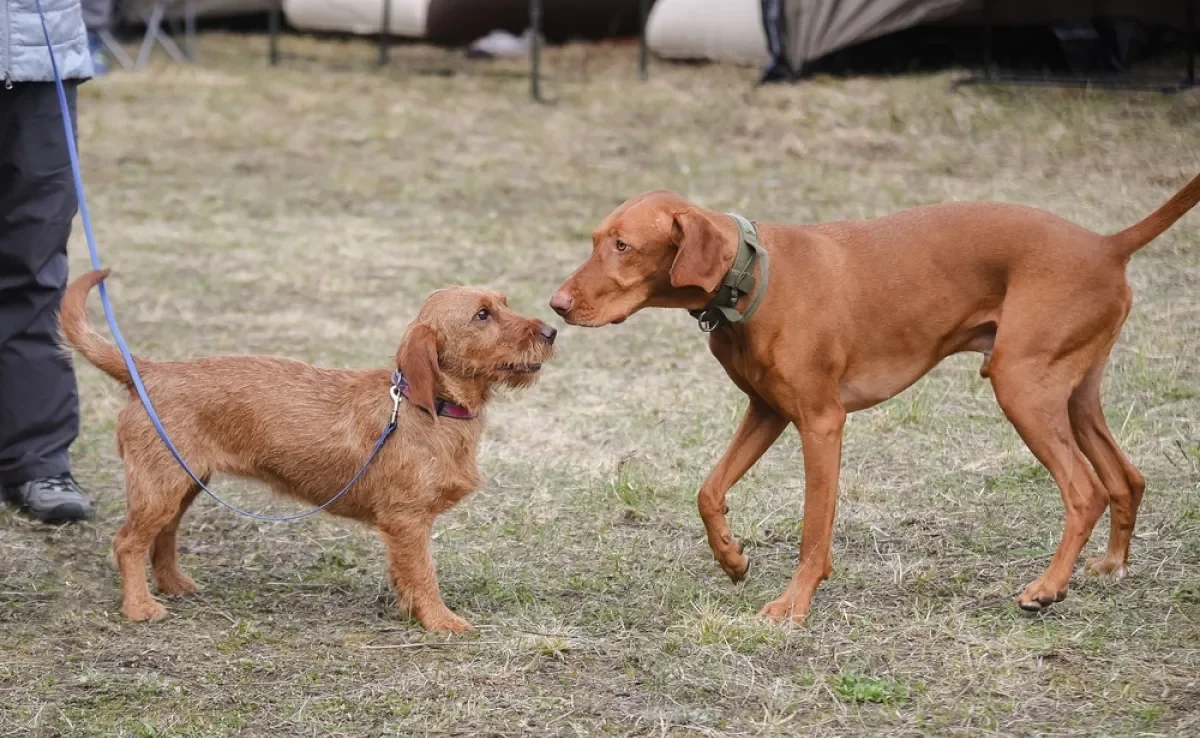 Nem todo cachorro é super sociável, mas algumas estratégias podem ajudar o pet a se soltar