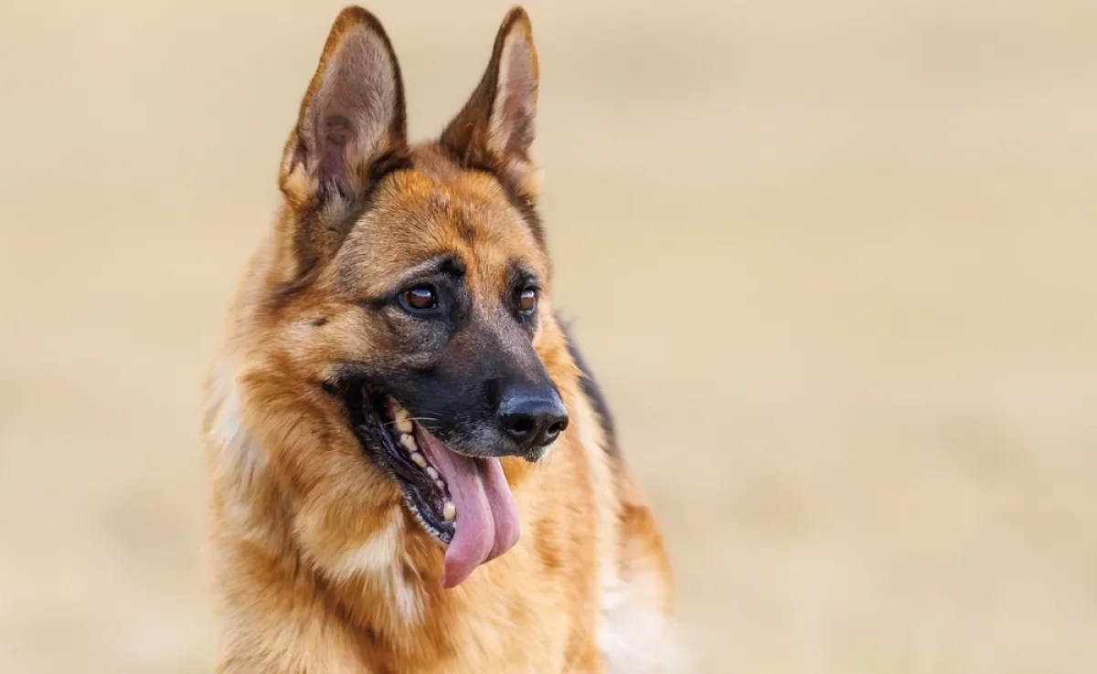 Pastor Alemão é uma das raças que costumam apresentar comportamento territorialista