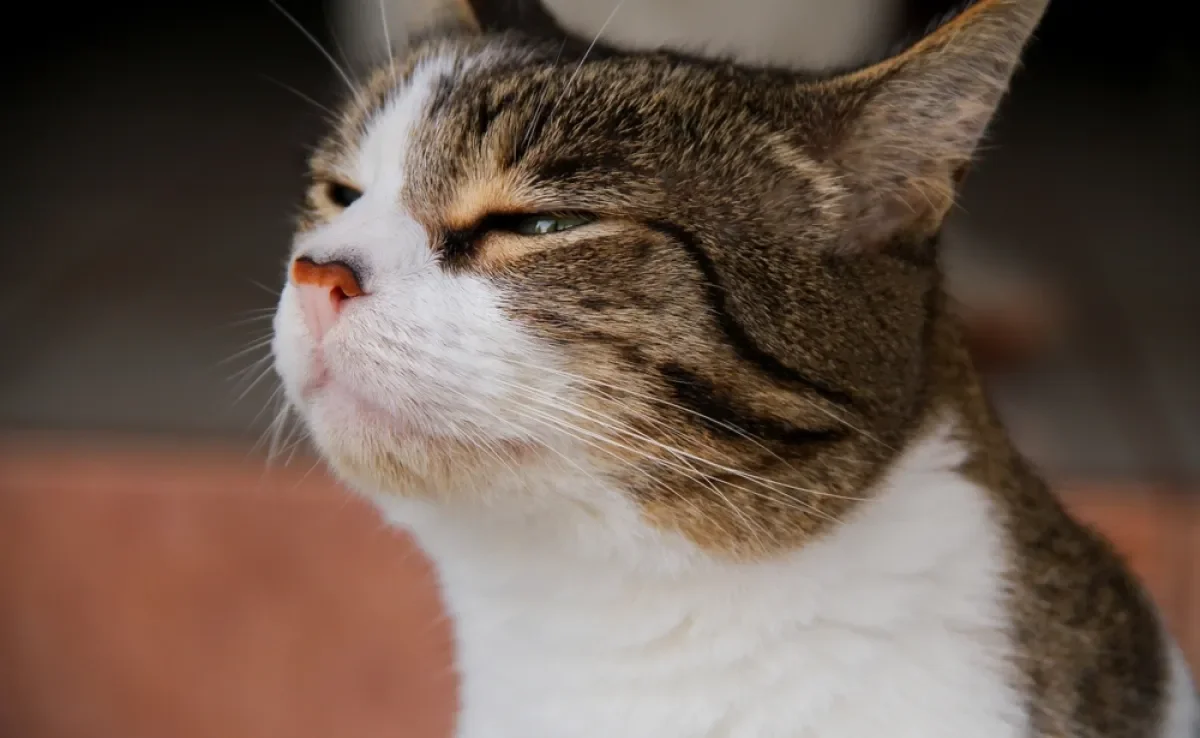 O olfato felino é muito sensível e percebe odores comuns do dia a dia de forma mais intensa que os humanos