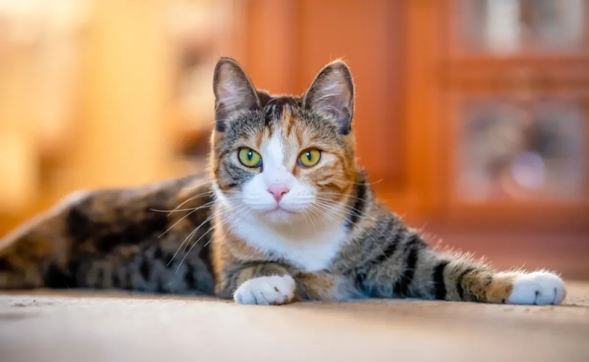 Gatos idosos precisam de adaptações na dieta para suprir as novas demandas do organismo