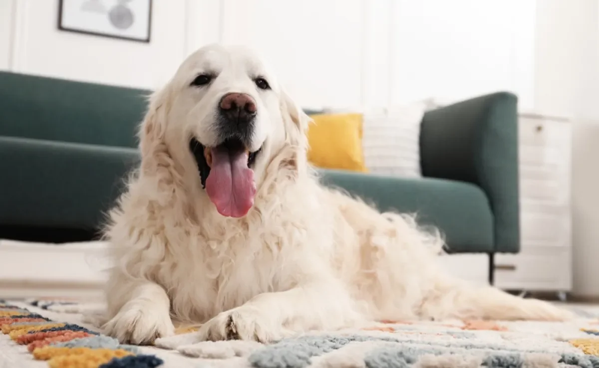 A queda de pelos em cachorro é normal e pode ser mais intensa em algumas raças