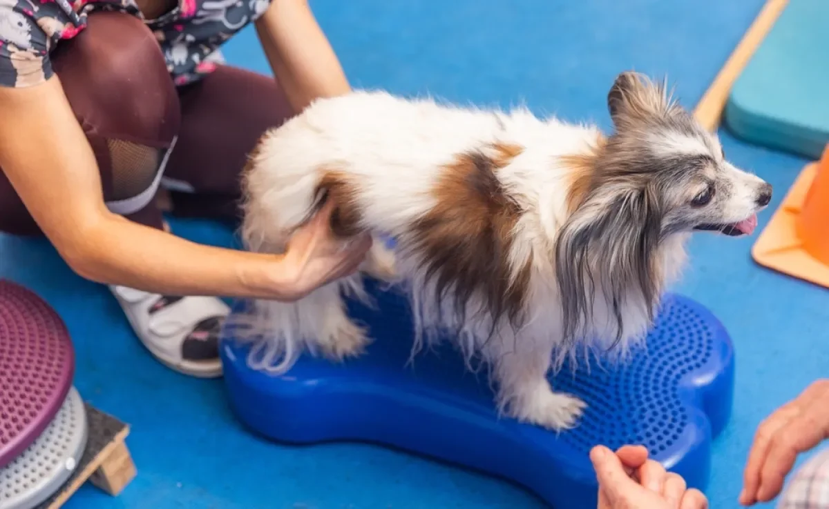 A fisioterapia é usada para reduzir dores, recuperar movimentos e melhorar a qualidade de vida dos animais