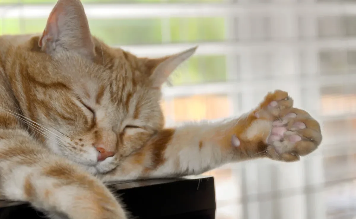 Um gato polidáctilo nasce com mais dedos nas patas por conta de uma alteração genética