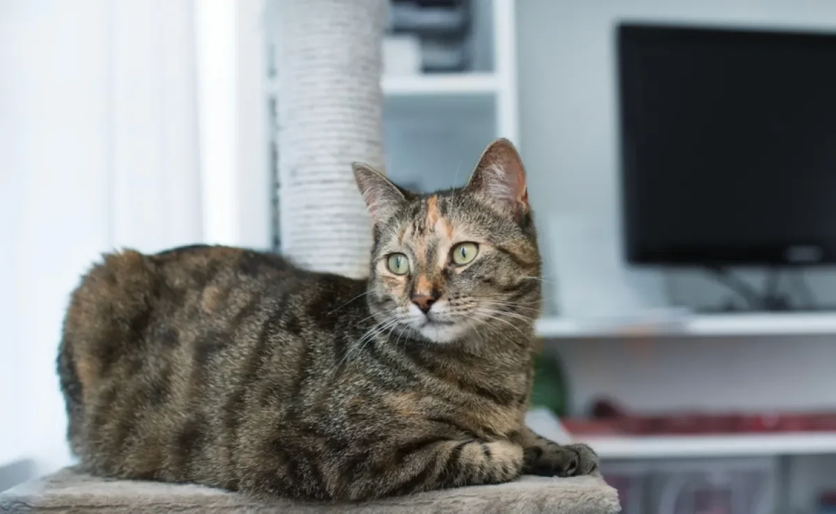 O comportamento territorial em gatos é muito comum, mas pode ser desafiador em alguns casos