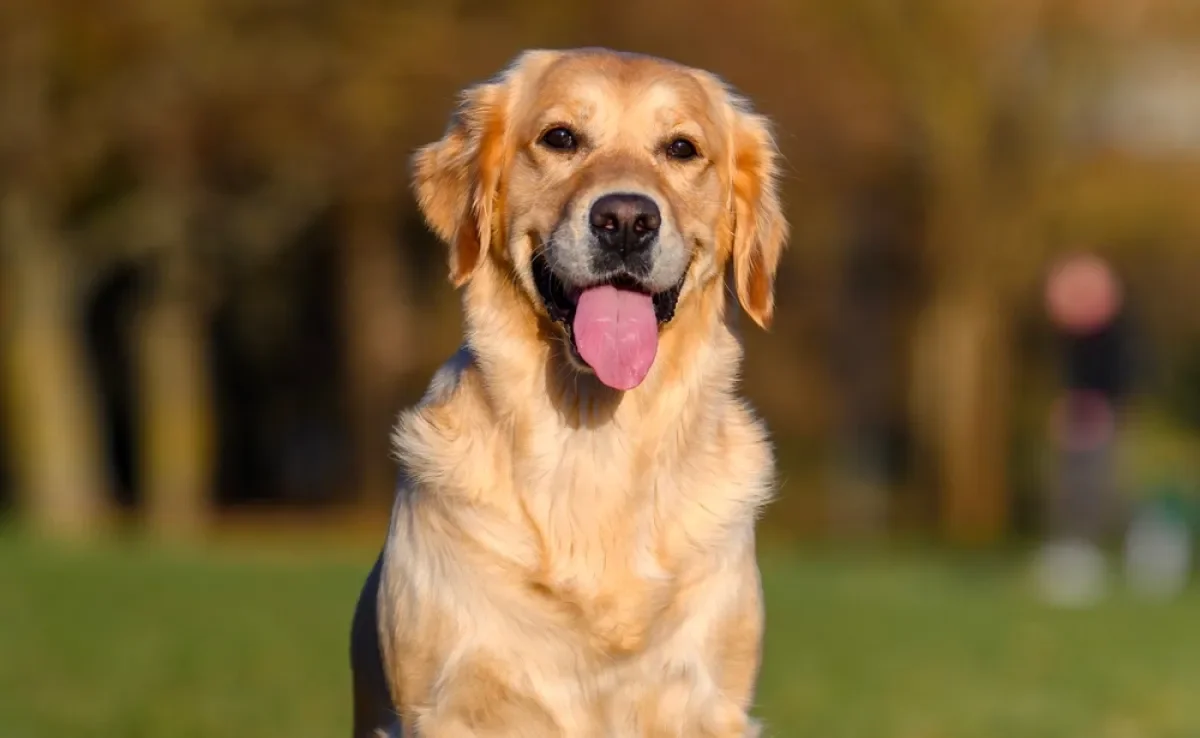 O Golden Retriever precisa de alguns cuidados específicos para manter sua saúde em dia