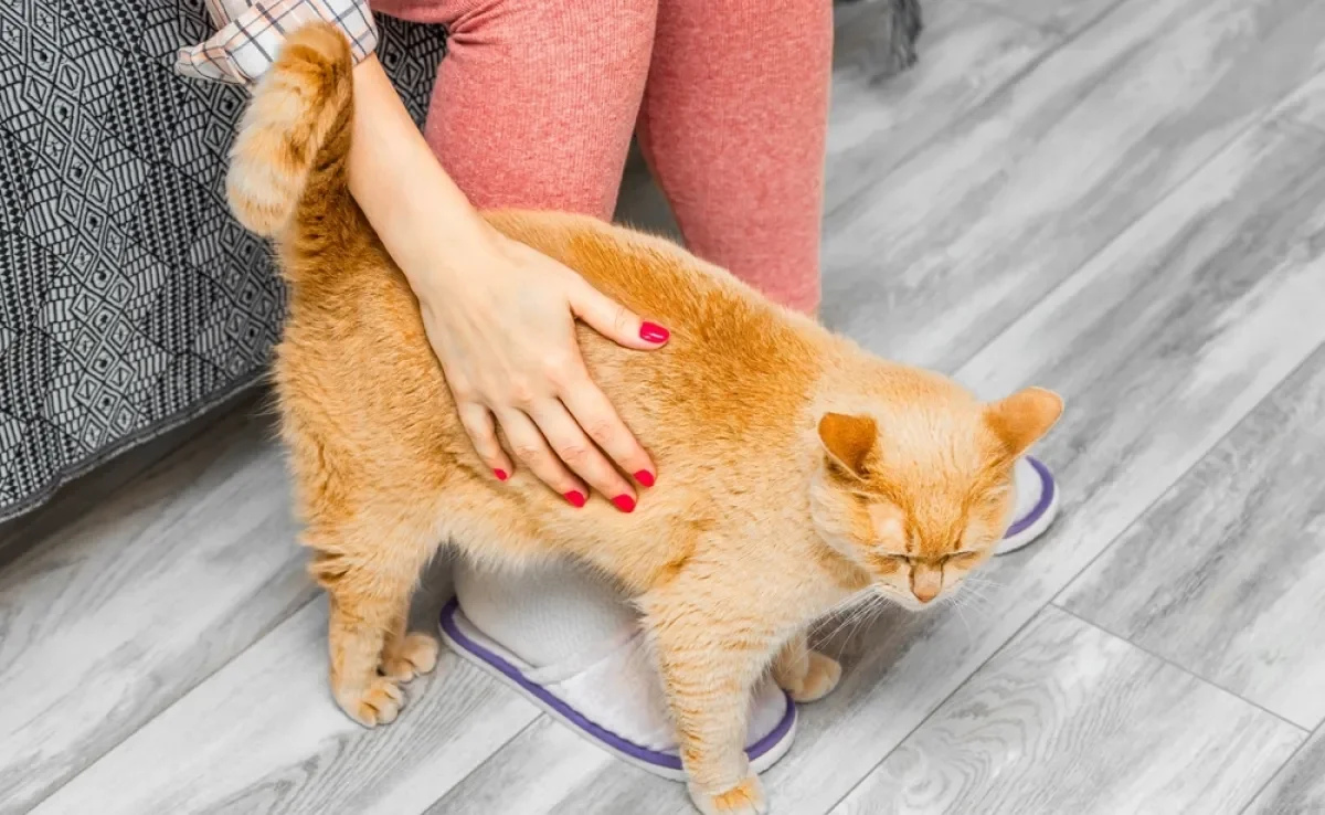 Gatos podem gostar de tapinhas no bumbum devido a questões instintivas e anatômicas