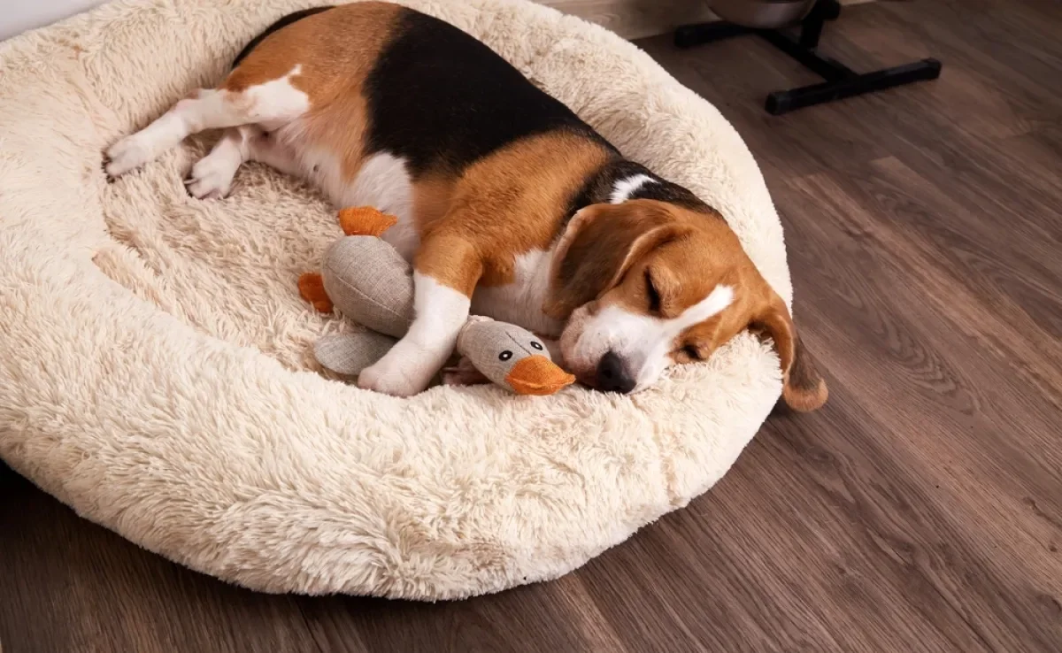A cama para cachorro garante o conforto e o bem-estar dos pets no dia a dia