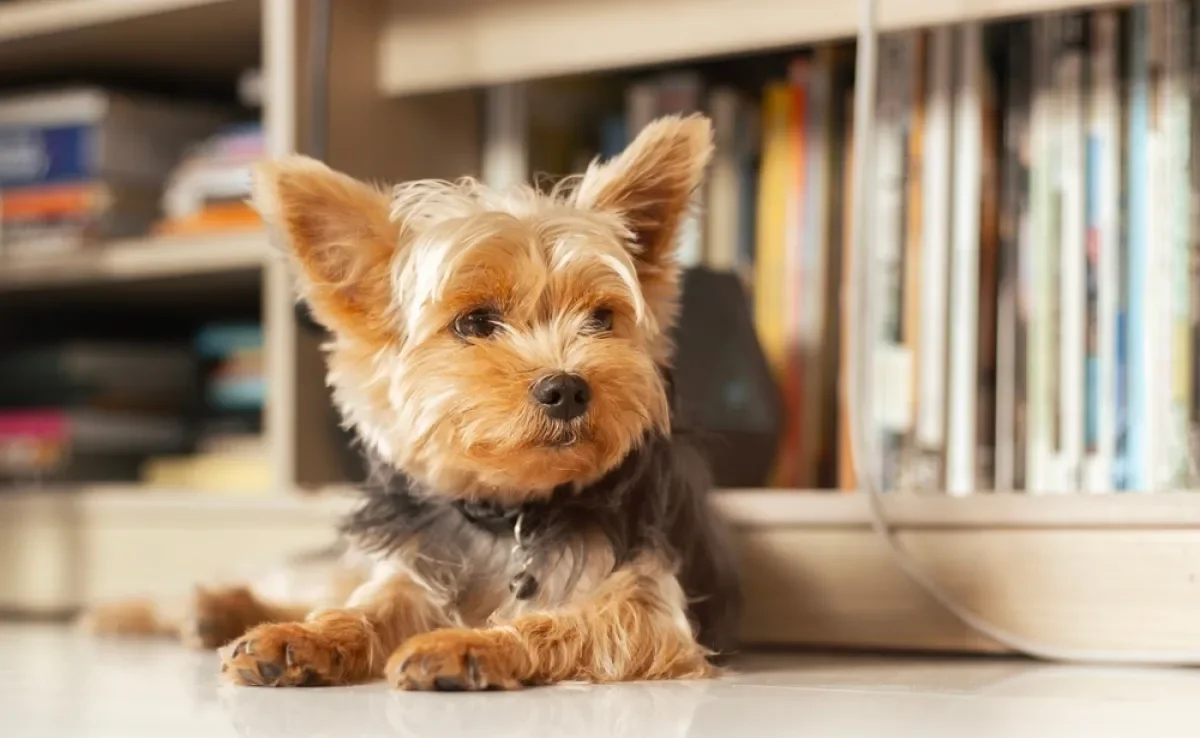 O Yorkshire é uma raça de cachorro bastante apegada à família e precisa de companhia constante