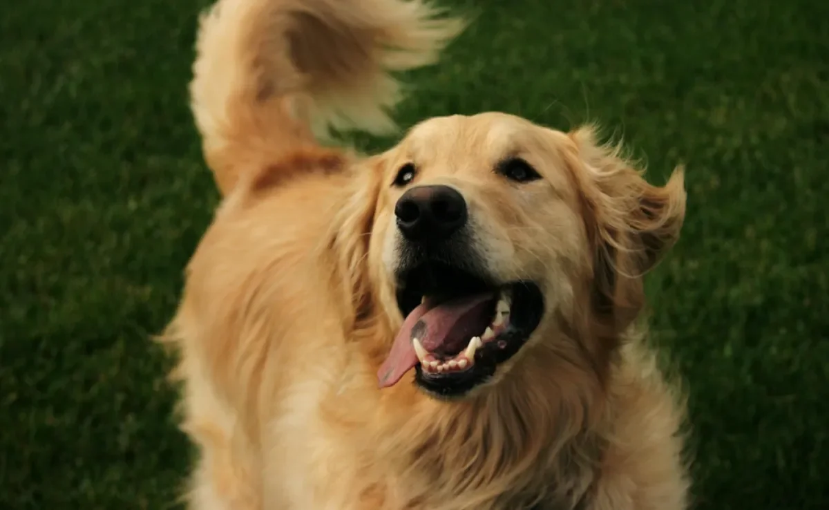 Cachorro abanando o rabo nem sempre é sinal de felicidade