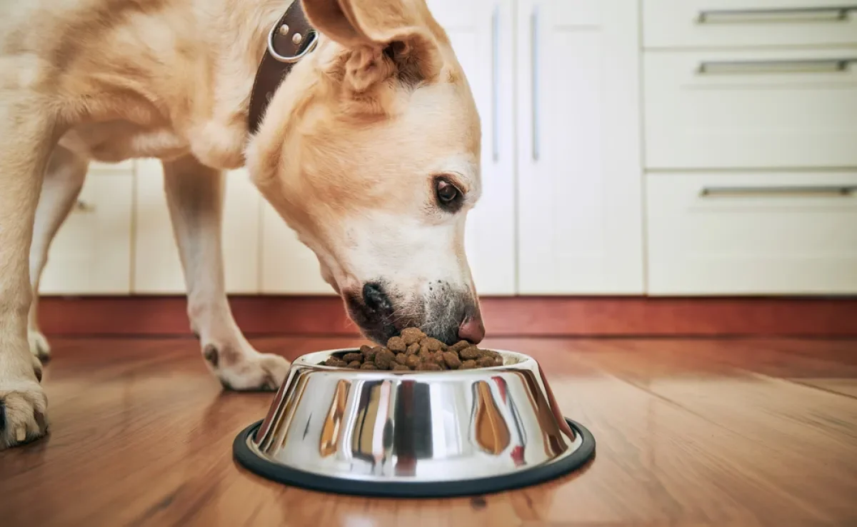 As rações secas para cachorro são classificadas a partir da qualidade nutricional de suas fórmulas