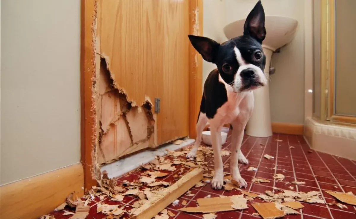Ansiedade de separação do cachorro: conheça os sintomas