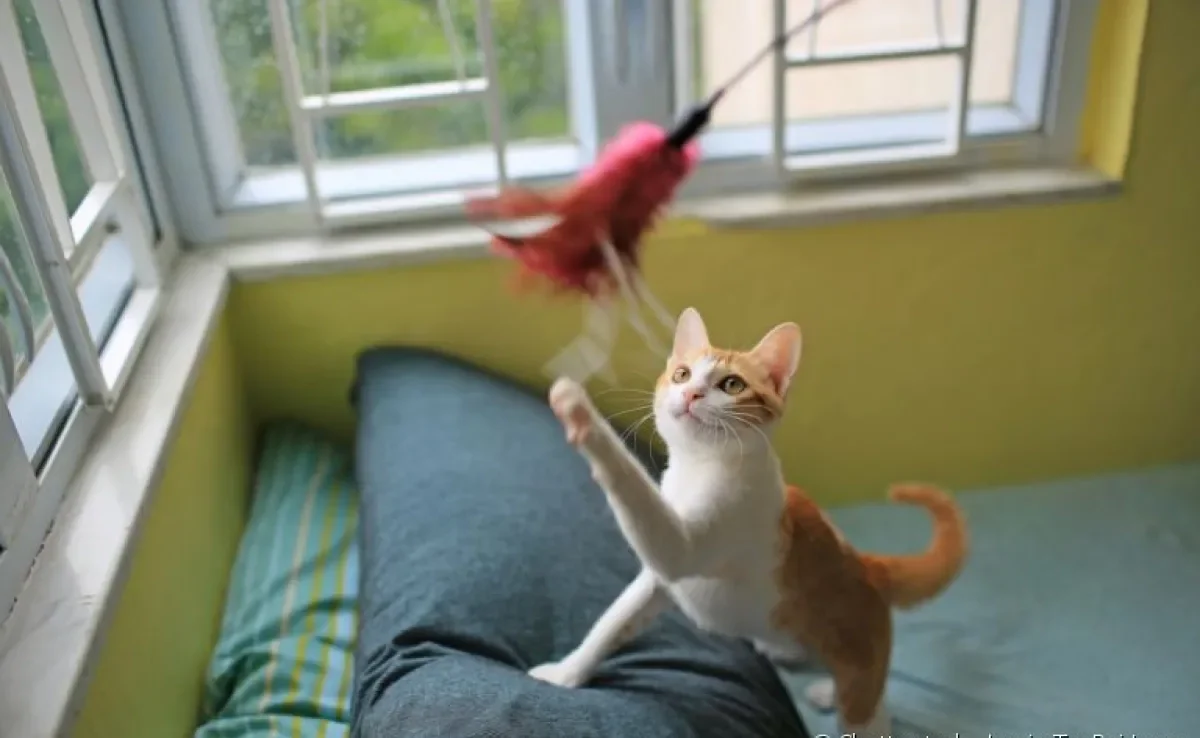 Conheça as melhores brincadeiras para fazer com o seu gato