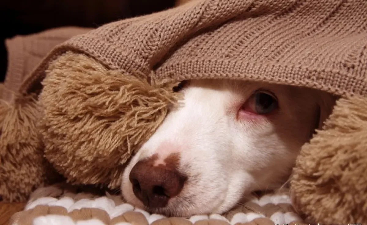 Saiba como ajudar o seu cachorro que tem medo de fogos