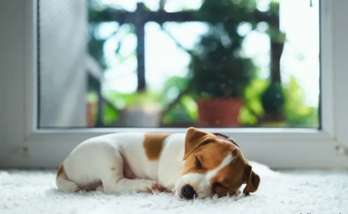 Descubra se a rotina de sono do seu cachorro filhote é normal