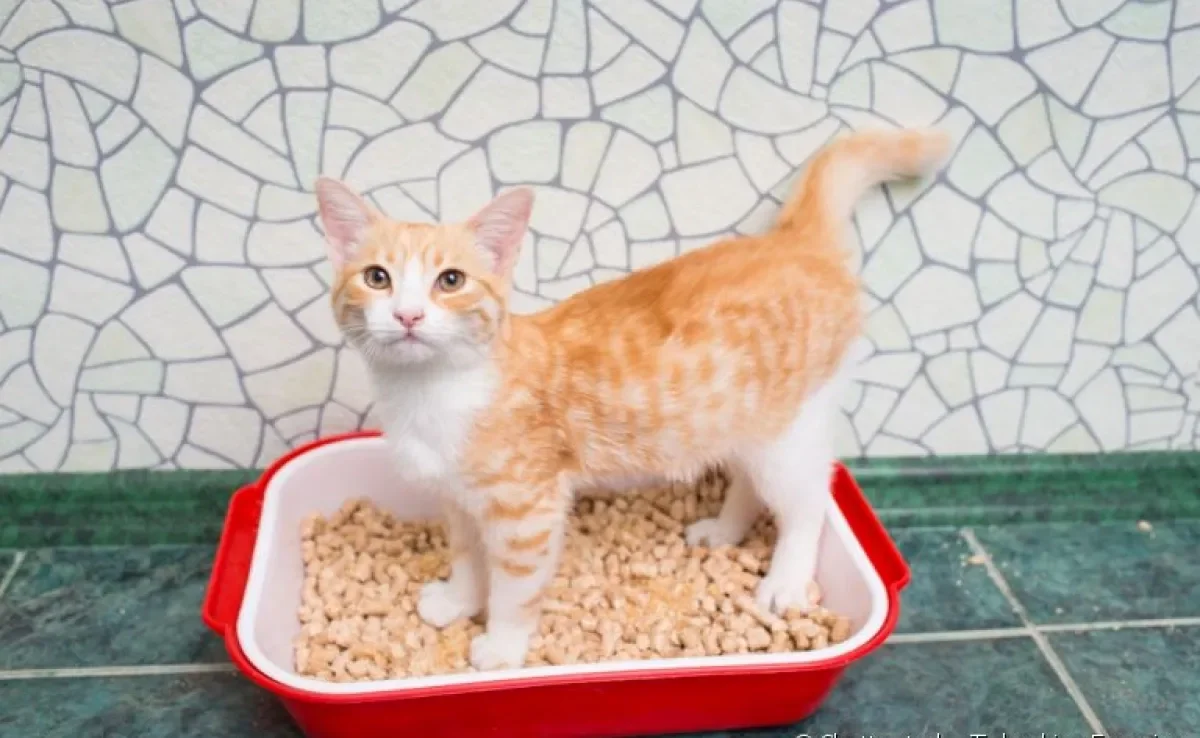 Caixa de areia: saiba escolher a melhor para o seu gato