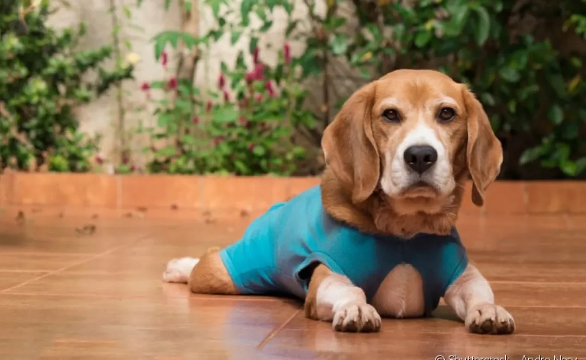 Veja como a castração é importante para a saúde do seu cachorro