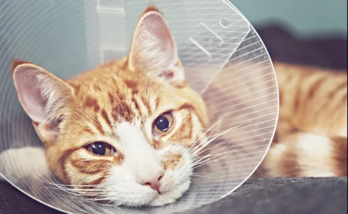 Veja qual a idade ideal para castrar o seu gato