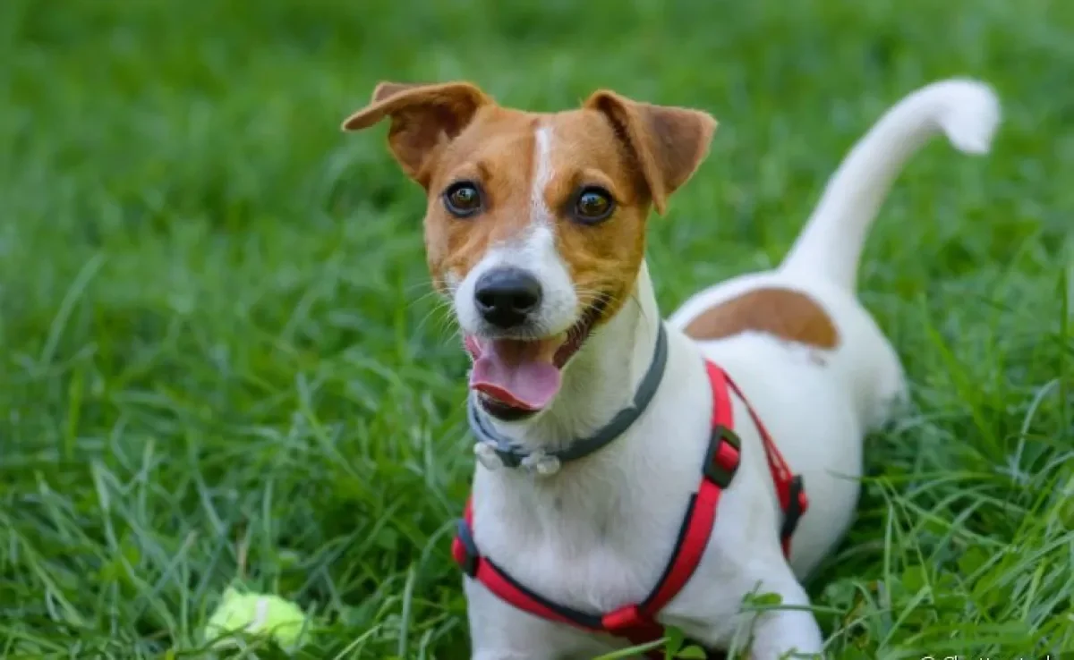 Escolher a coleira certa é ideal para que o seu cachorro se mantenha seguro e confortável