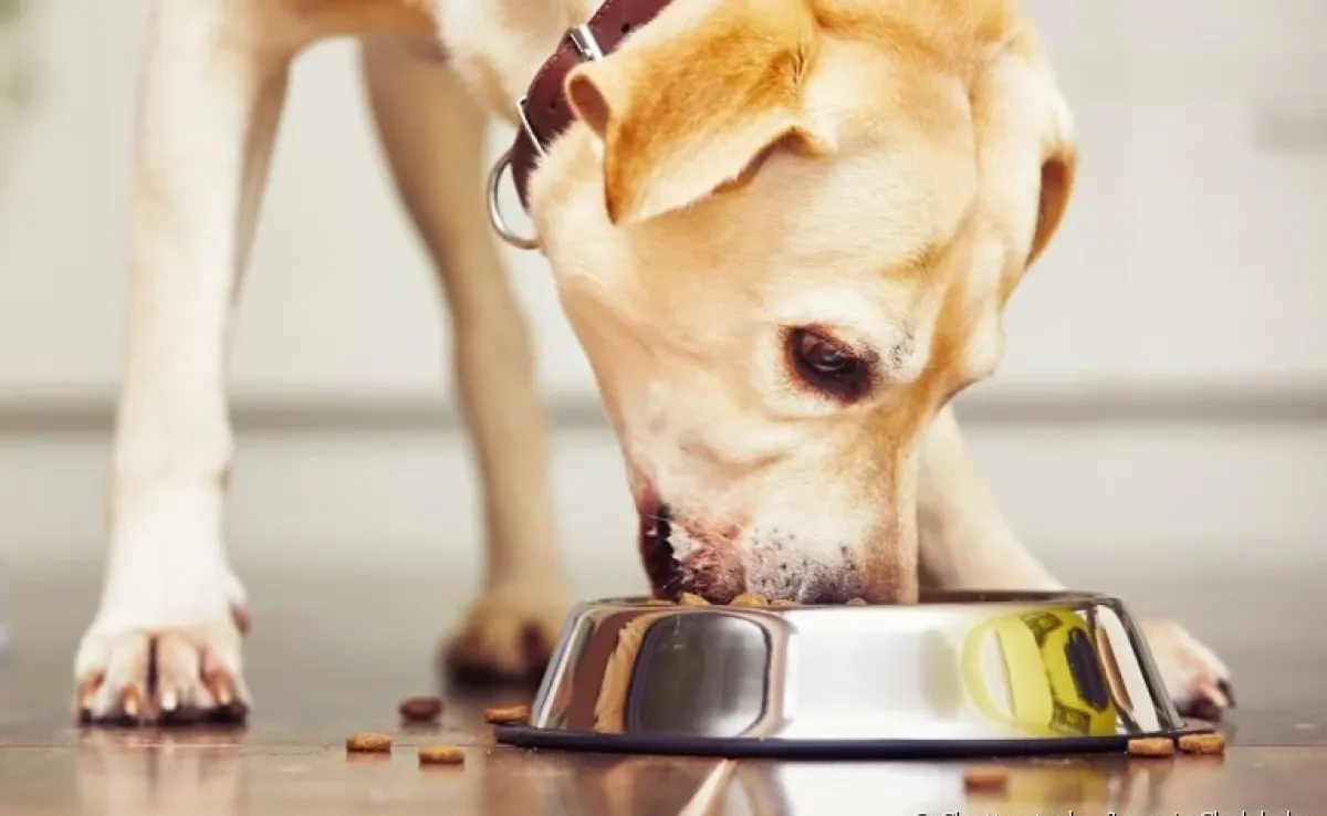 Saiba como fazer a troca de ração em cada fase de vida do seu cachorro