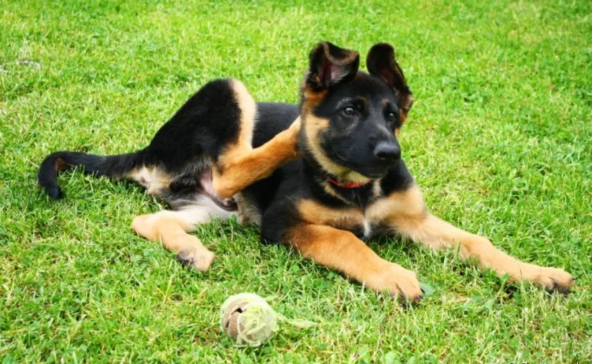 Descubra como você pode tratar a dermatite atópica do seu cachorro
