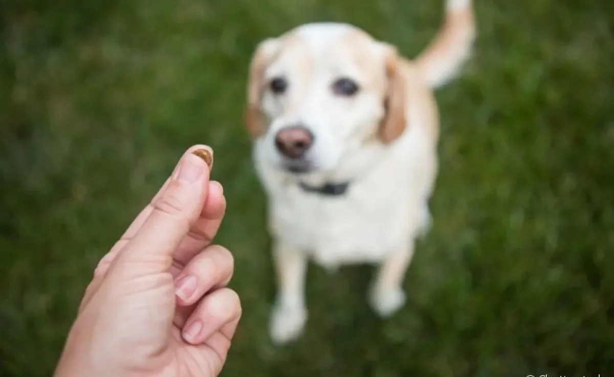 Confira como você pode ensinar o seu cachorro a sentar em casa