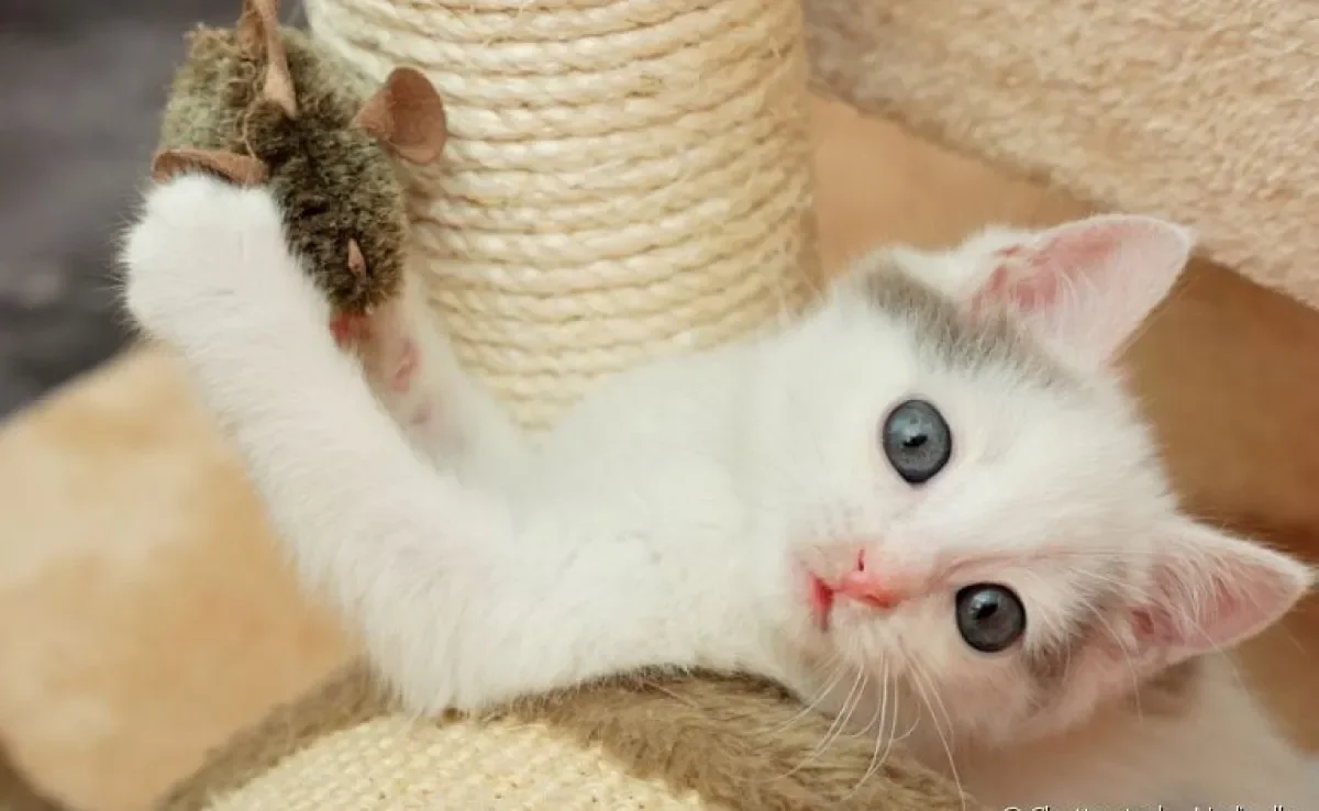 Conheça brincadeiras para fazer com o seu gato