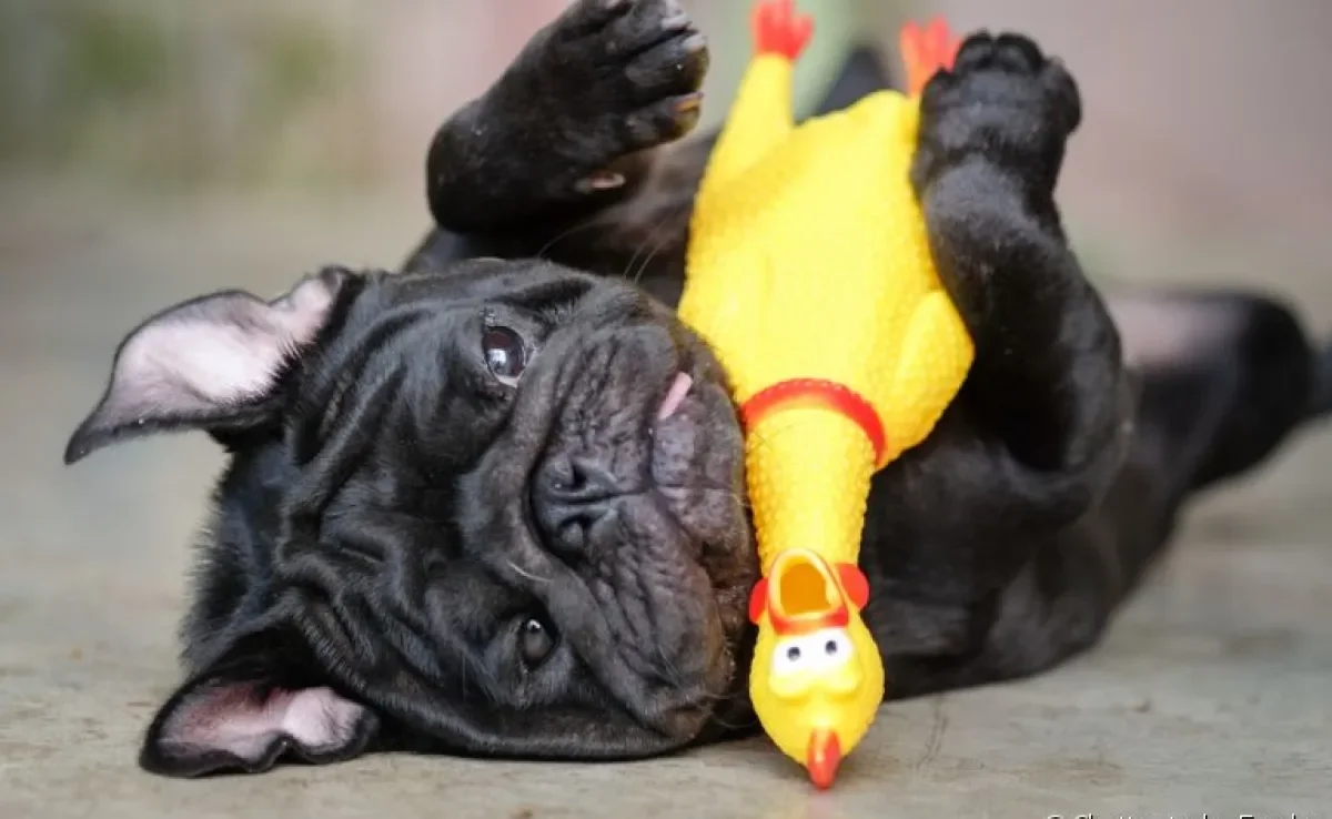 Conheça brincadeiras para fazer com o seu cachorro