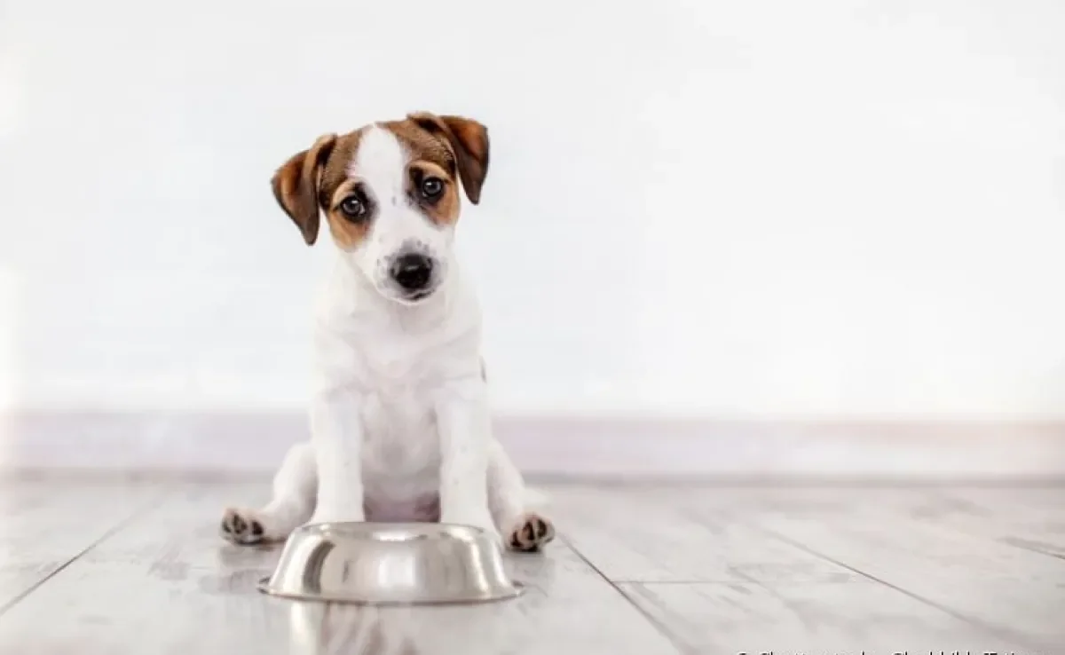 Saiba quantas vezes por dia oferecer ração ao filhote de cachorro