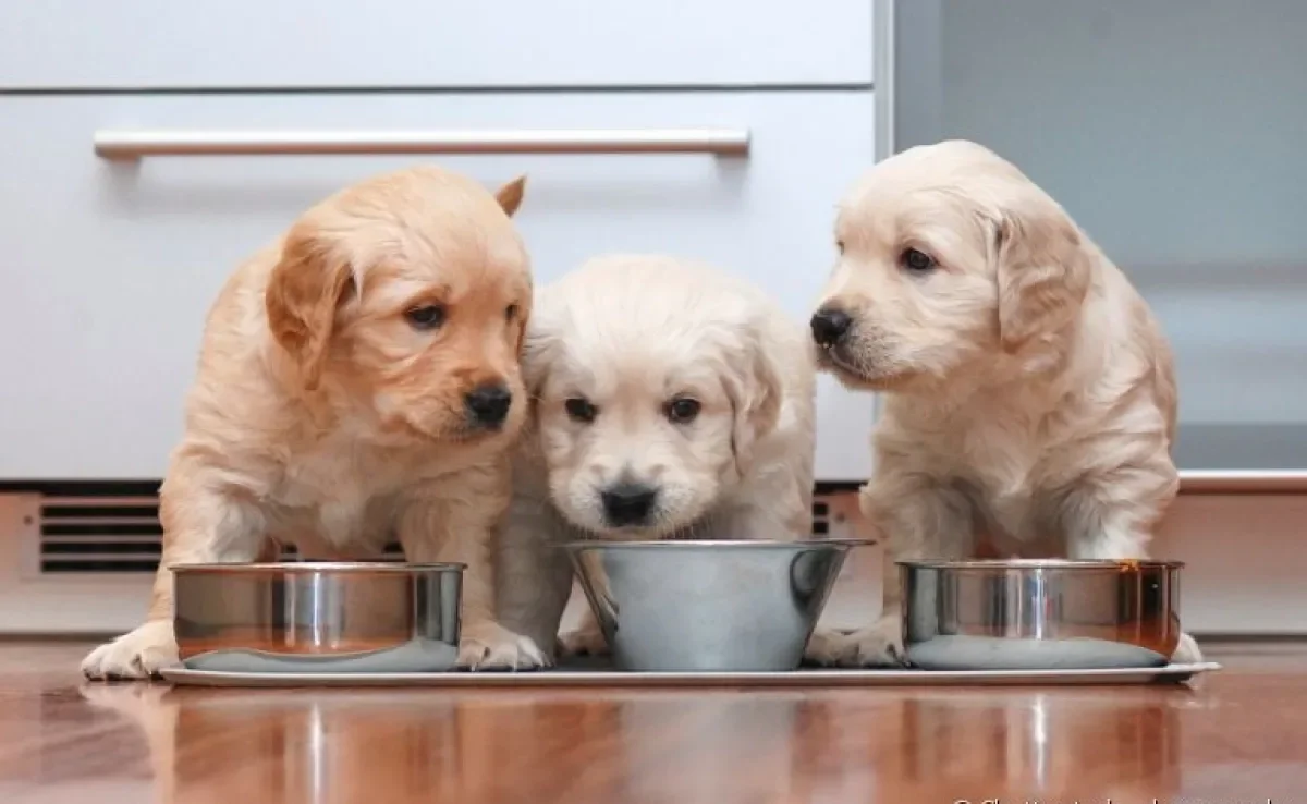 Saiba como alimentar o seu cachorrinho