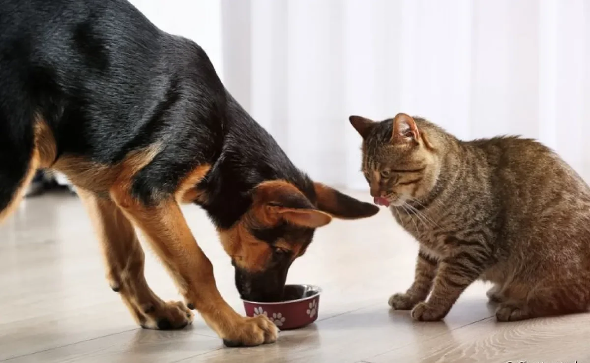 Descubra se o gato pode comer a ração do cachorro no dia a dia